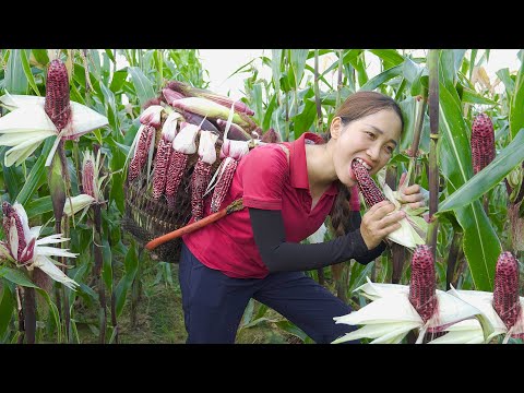 FULL VIDEO : 60 DAYS Harvesting Specialties Fire Corn Goes to the market sell - Lý Thị Hoa