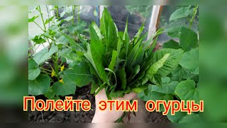 После Этого Удобрения Будете Собирать Огурцы Вёдрами 🥒🗑️😄