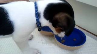 Jack Russell Eddie Eating His Lunch Aged 12 Weeks