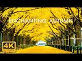 11 HOURS of 4K Enchanting Autumn Nature Scenes + Relaxing Piano Music for Stress Relief