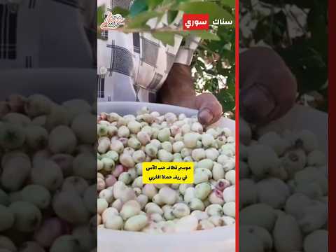 موسم قطاف حب الآس في سوريا
