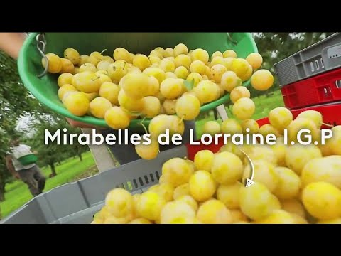 Video: Mirabelle De Nancy Tree Care – Kako uzgajati Mirabelle De Nancy Plum Trees