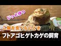 【ご飯を食べないとき】フトアゴヒゲトカゲ☆おちょこさんの場合 Beardeddragon