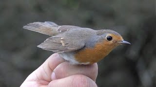 Červenka obecná (Erithacus rubecula) - ptáci zblízka