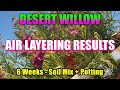 Desert Willow Air Layering Results - Soil Mix, Potting & Watering After 6 Weeks! 🌳