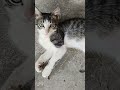 #colombia gatitos les presento a mili y Milu😍🥰