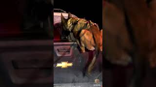 Command Given. Outcome Decided. | K9 Unit  #mcso #k9 #workingdog #deputy Wealth