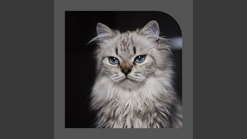 Pulsating Ambience for Happy Cat