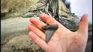 MONSTER Fossil MAKO...Maryland Fossil Treasure