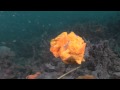 Crazy animal attack  giant frogfish bites off more than it can chew