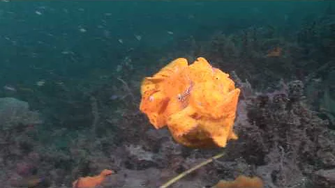 Crazy Animal Attack - Giant frogfish bites off more than it can chew! (HD)