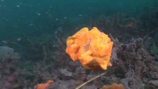 Crazy Animal Attack - Giant Frogfish Bites Off More Than It Can Chew Hd