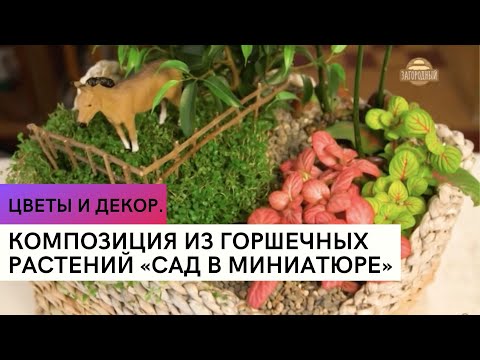 Композиция из горшечных растений «Сад в миниатюре» \ Цветы и декор.