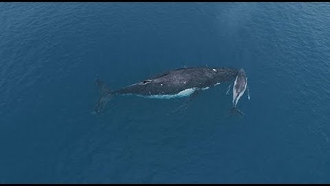 Wallenius Marine - Silent ships like Oceanbird can help save the whales