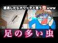 【終了】遭遇したらオワッタと思う虫wwwww