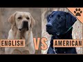 American Labrador vs English Labrador の動画、YouTube動画。