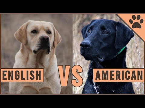 Videó: Brit Labradorok és az amerikai labradorok