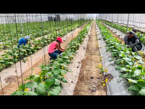 CULTIVO DE PEPINO SIEMBRA PRODUCCIÓN COSECHA EMPAQUE Y DISTRIBUCIÓN DEL PEPINO #2