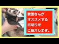 獣医さんがオススメする爪切りをご紹介します。