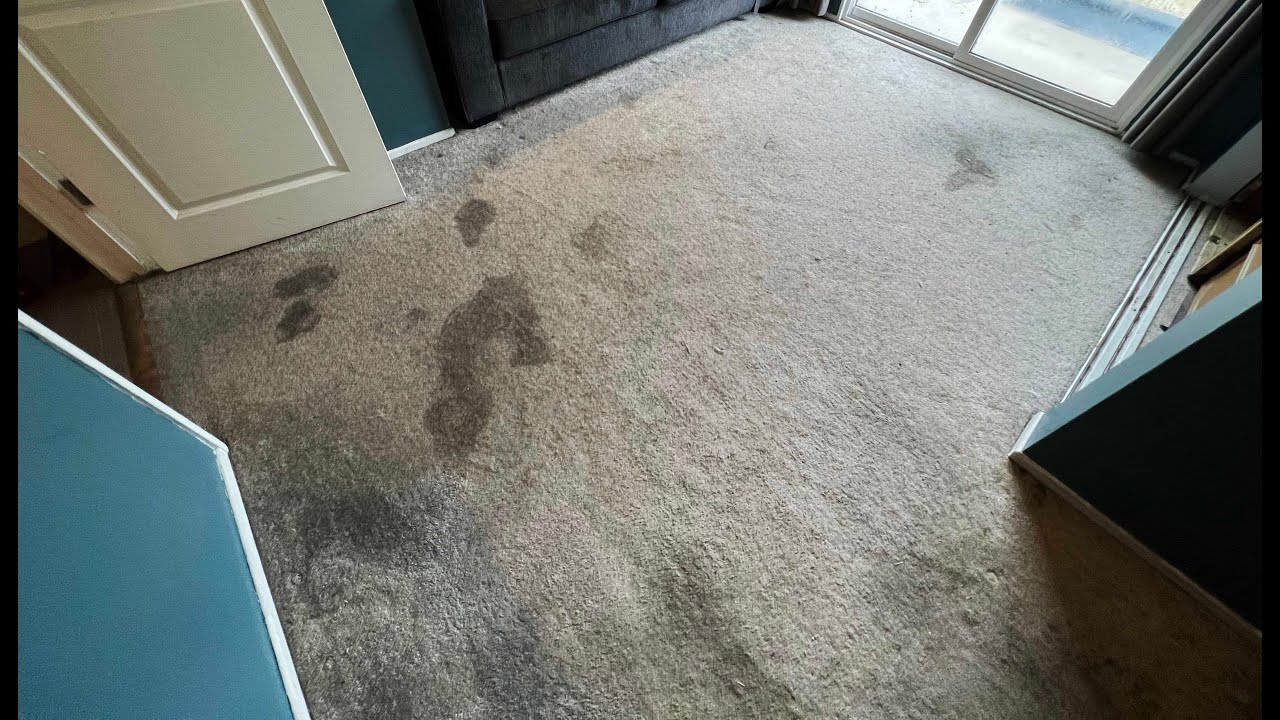 Extreme Carpet Cleaning! Pets Stains and Too Much Dog Hair! YouTube