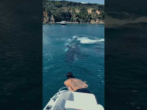 What happens when two orcas suddenly appear beneath your boat? #killerwhales