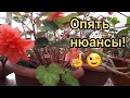 Черенки БЕГОНИЙ осенью. СОХРАНИТЬ до весны и размножить!