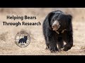 Helping global bear conservation through research  about iba