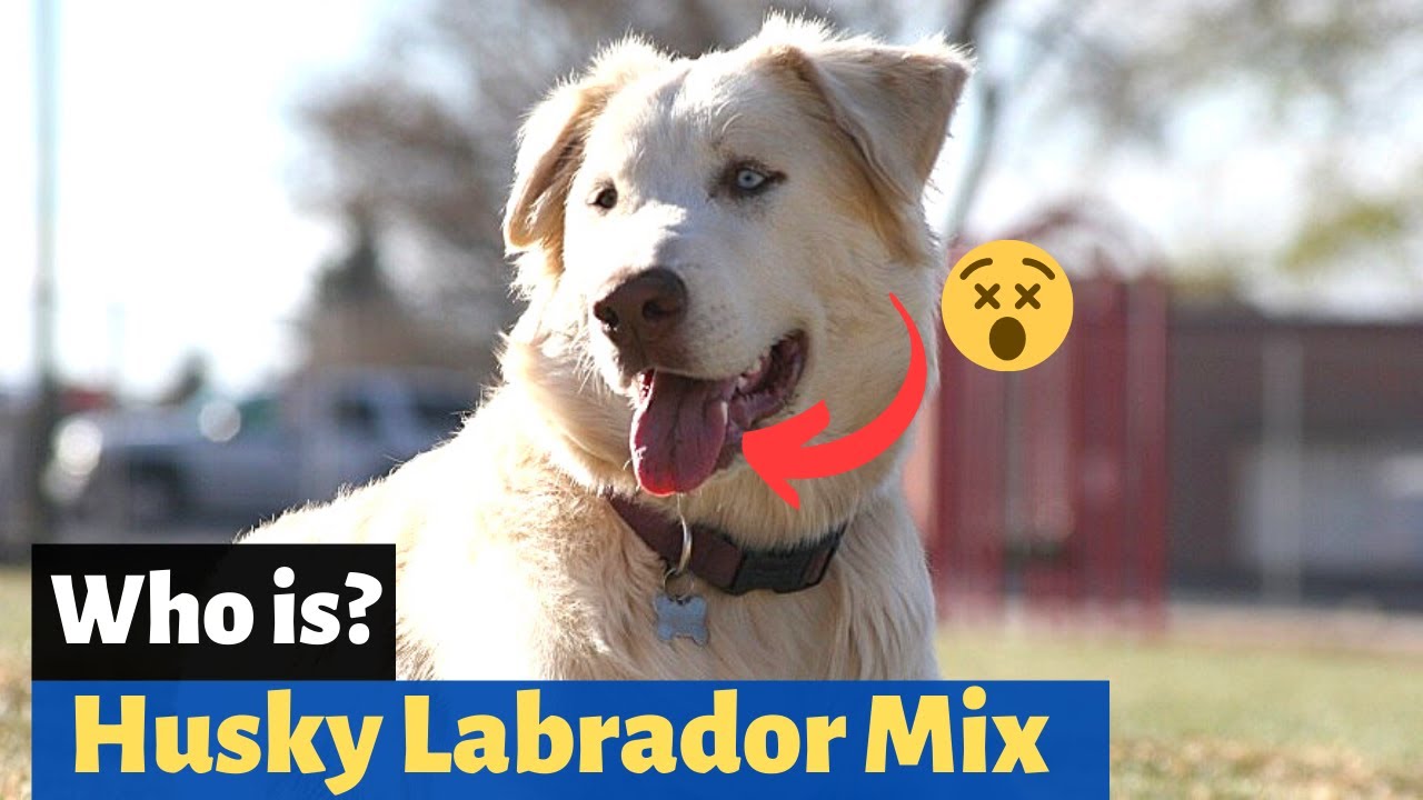 Siberian Husky Labrador Mix-Breed (Labsky): What Are The Pros And Cons Of This Hybrid Breed?