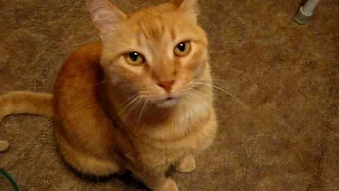 Talking Yellow Kitty Says Mama