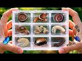 Catching Millipedes, Snails & Weird Bugs – See What’s Inside! #millipede #beetle #snail