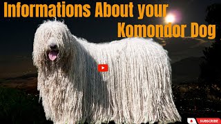 Komondor Dog  Confidential: Secrets of the Loyal Protector by Animals World 4k 65 views 9 months ago 18 minutes