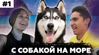 Путешествие с собакой на море | Какие трудности вас ждут | С Хаски в теплые края