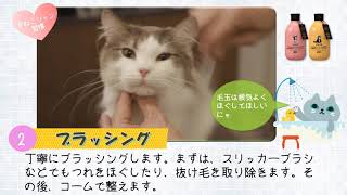 【ZOICナビ】ねこのやさしい洗い方