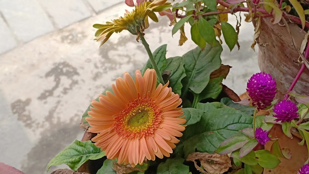 Gerbera daisy seed collection from the plant - YouTube