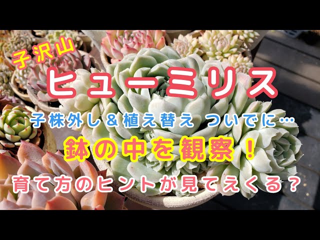 Succulents] Humiris care video - YouTube
