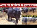    78    dhanpat yadav dairy farm rewari
