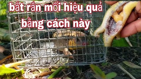 Cách tôi bắt rắn mối cực kỳ đơn giản /vũ heo