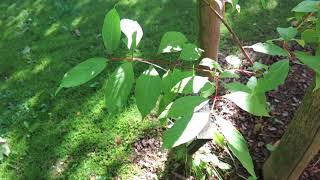 Cephalanthus occidentalis hlavoš západní