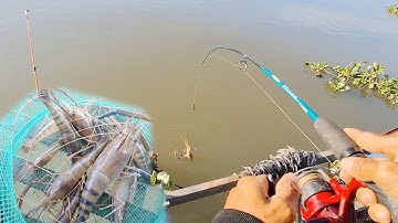 Câu tôm càng tại bè an hiệp như thế nào | vui miền tây vlog