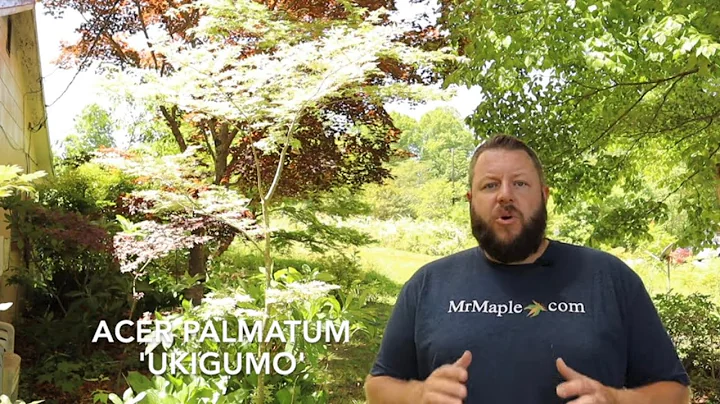 Acer palmatum 'Ukigumo' Tips to Make it More White...