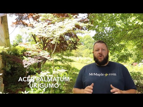 Video: Izvedite več o japonskih plakajočih javorjih – kako gojiti japonski javorjev javor