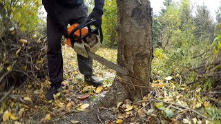 Mati's first tree :) - How to cut down a tree - Theory and practice.