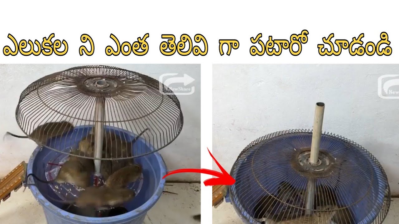 how to catch rats || - YouTube