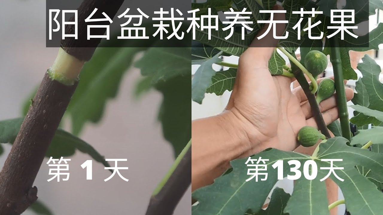 阳台盆栽种养无花果 !高枝压条法 -从小苗到收获,完整指南! - YouTube