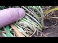 Переросшая Озимая пшенца Ранние посевы пшеницы на юге Украины Борошнистая роса злаковая муха болезни