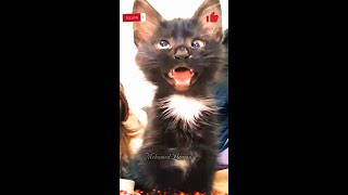 حيوانات قطط كلاب مضحكة Funny animals cats dogs