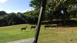 Great Company on the Legend Golf Course at Constance Belle Mare Plage | Chaka Travel