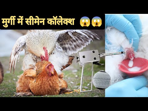 वीडियो: क्या मुर्गियों का कृत्रिम गर्भाधान किया जाता है?