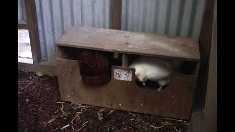 Chicken Nest Box Antics Time Lapse