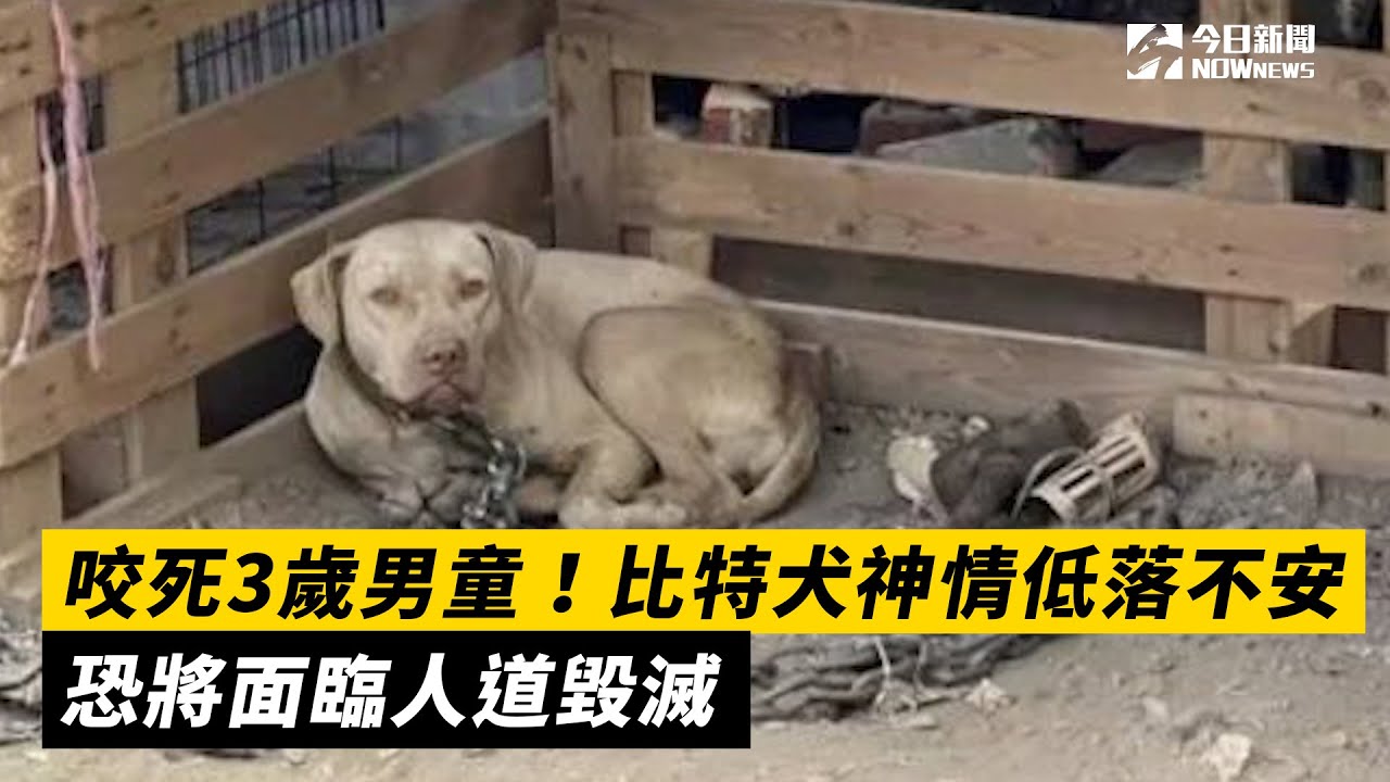 咬死3歲男童 比特犬神情低落不安恐將面臨人道毀滅 Youtube